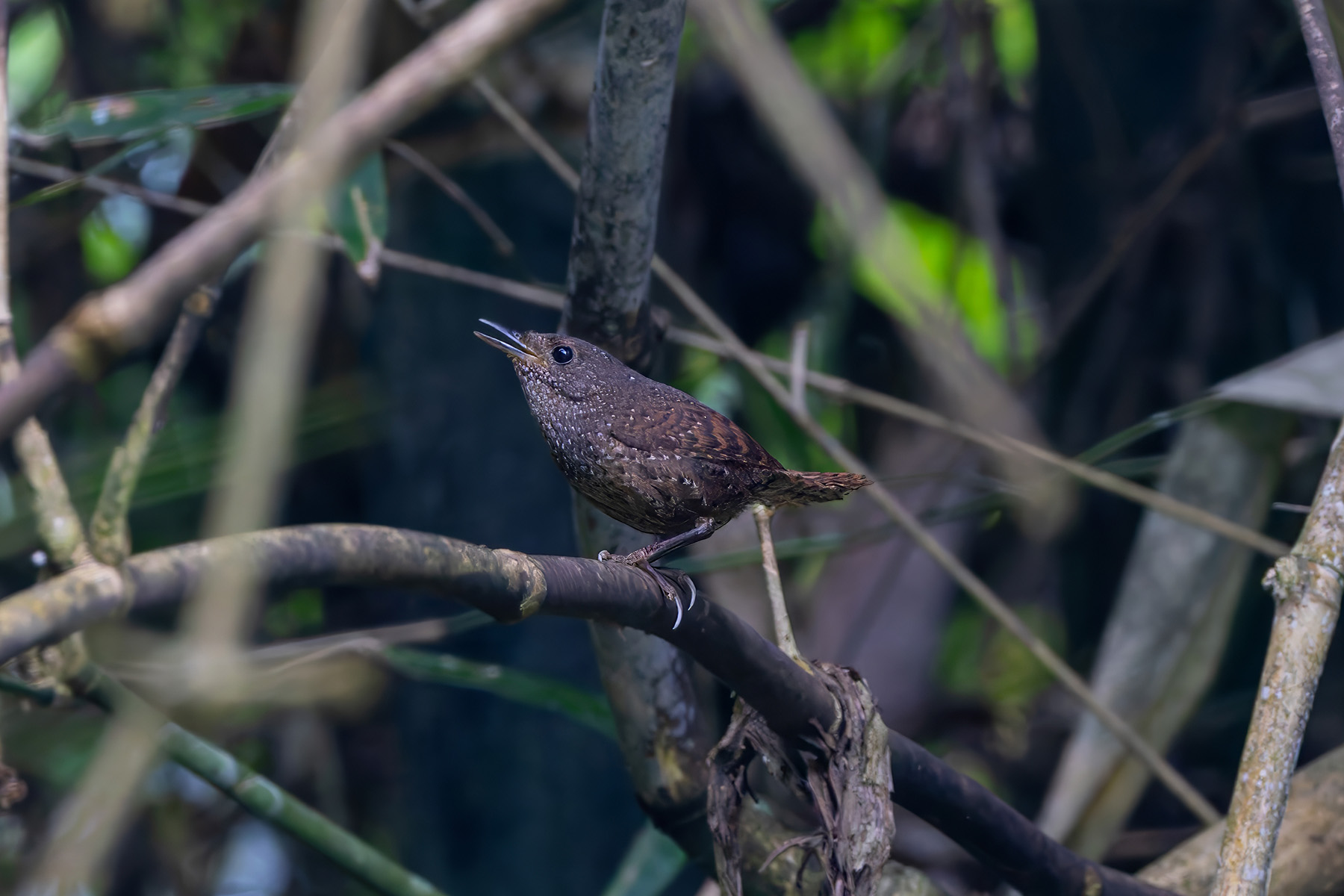 Spotted Elachura (image by Nik Borrow)