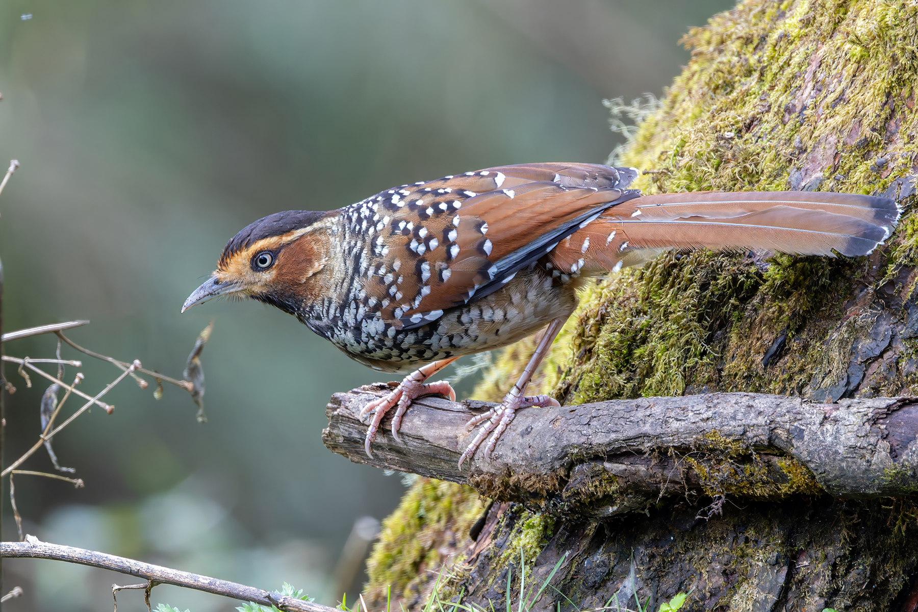 Spotted Laughingthrush (image by Nik Borrow)