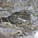 Square-tailed Nightjar (image by Janos Olah)