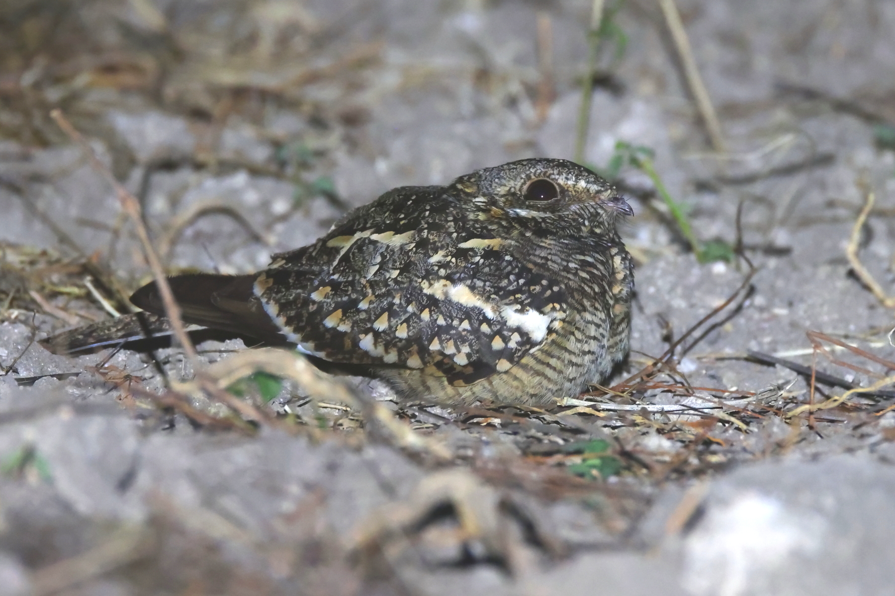 Square-tailed Nightjar (image by Janos Olah)