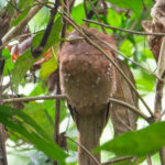 Sri Lanka Frogmouth (image by Dave Farrow)