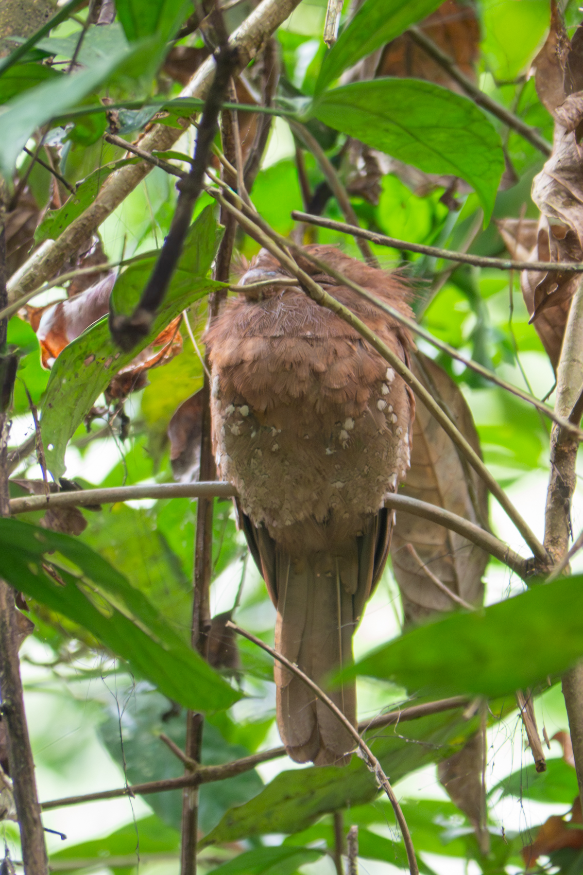 Sri Lanka Frogmouth (image by Dave Farrow)