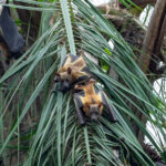 Straw-coloured Fruit Bats (image by Mark Van Beirs)