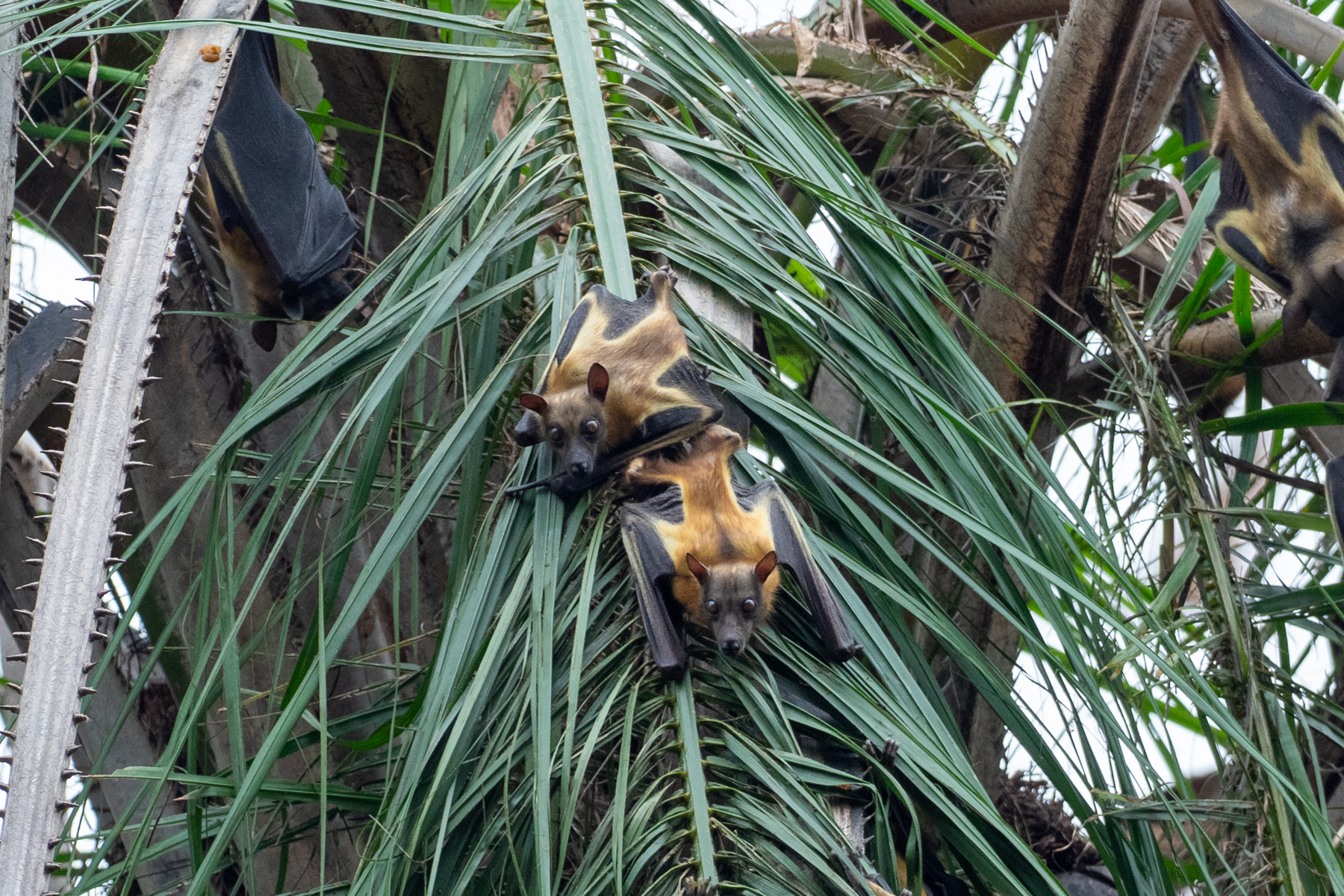 Straw-coloured Fruit Bats (image by Mark Van Beirs)