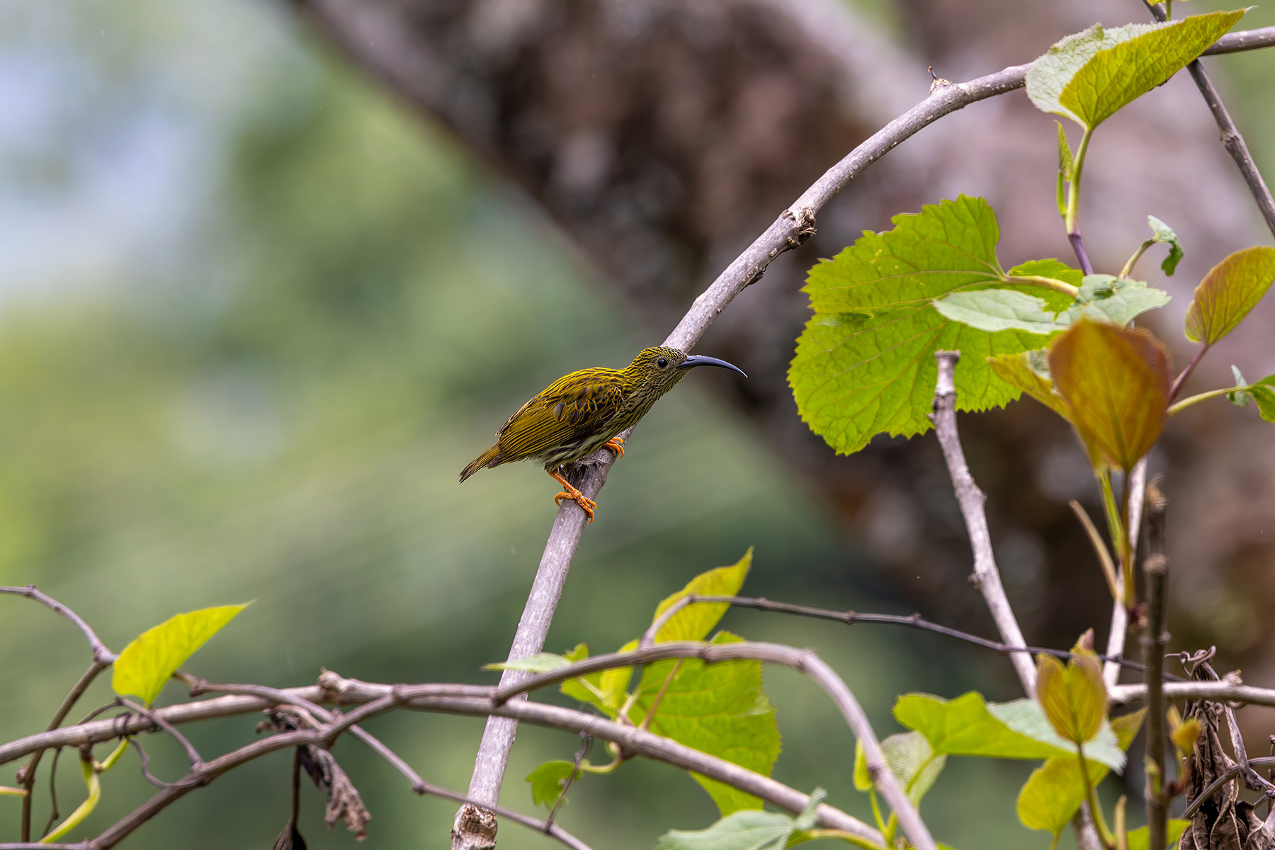 Streaked Spiderhunter (image by Nik Borrow)