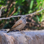 Striolated Bunting (image by Hannu Jännes)