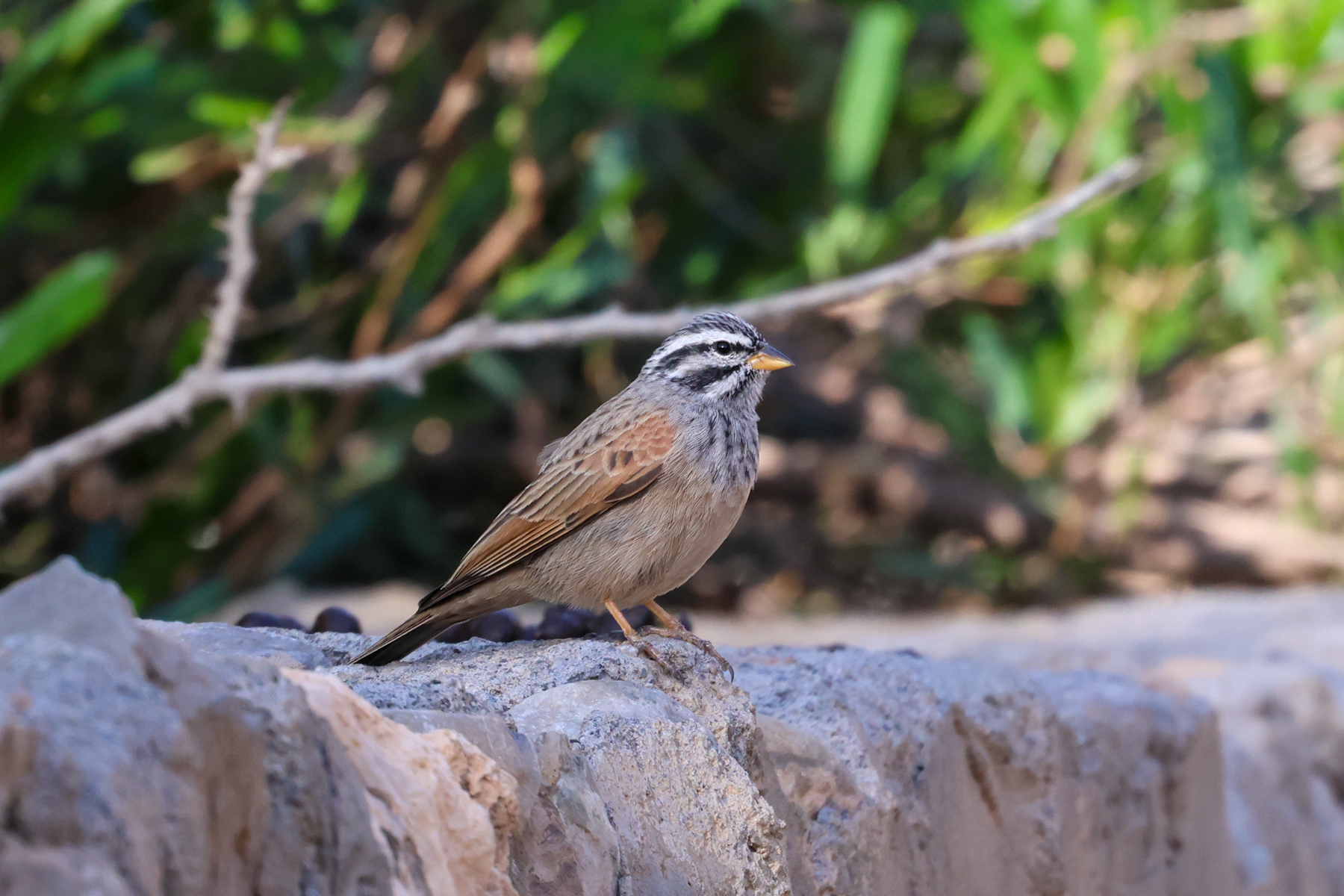 Striolated Bunting (image by Hannu Jännes)