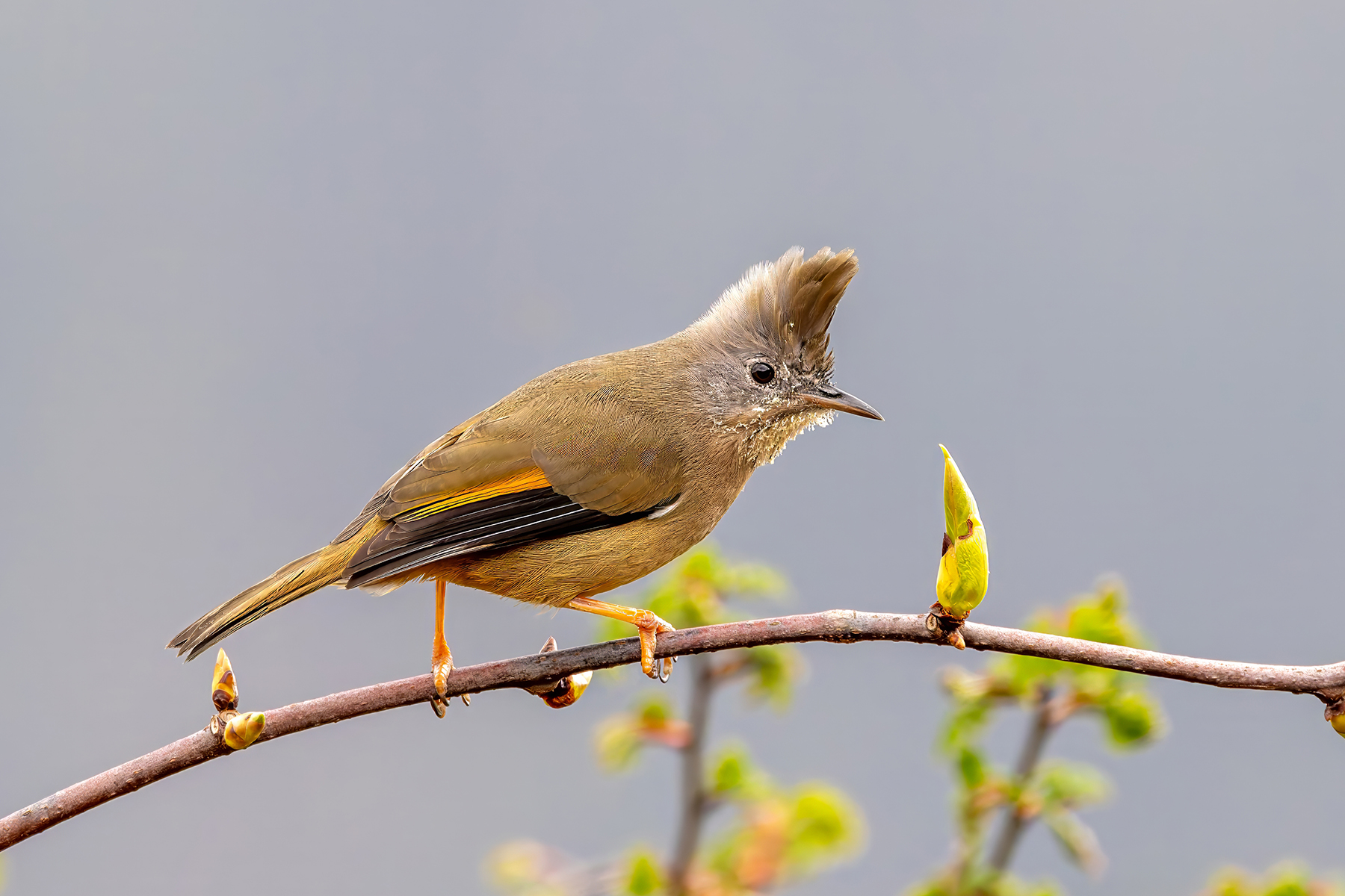 Stripe-throated Yuhina (image by Nik Borrow)