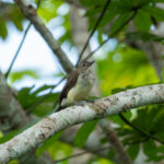 Swamp Palm Bulbul (image by Mark Van Beirs)