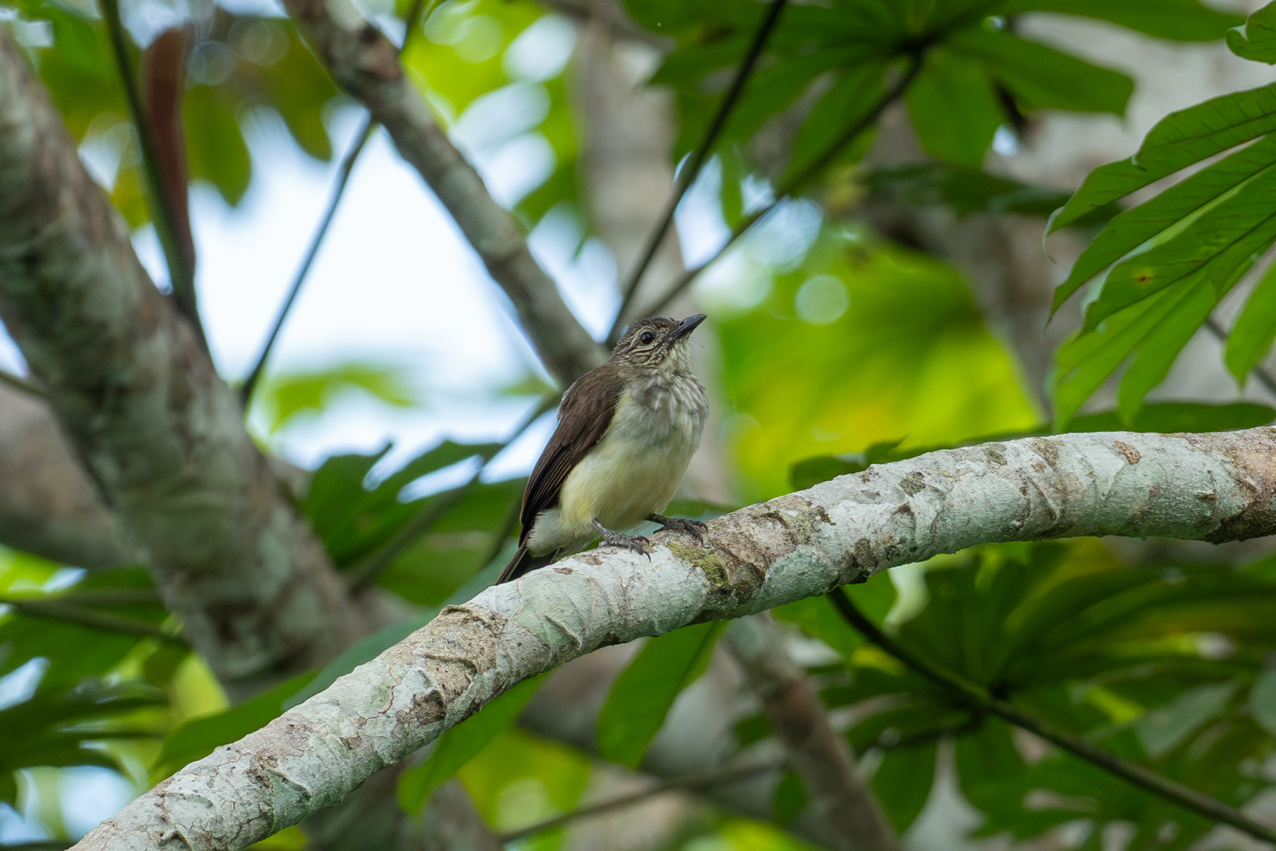 Swamp Palm Bulbul (image by Mark Van Beirs)