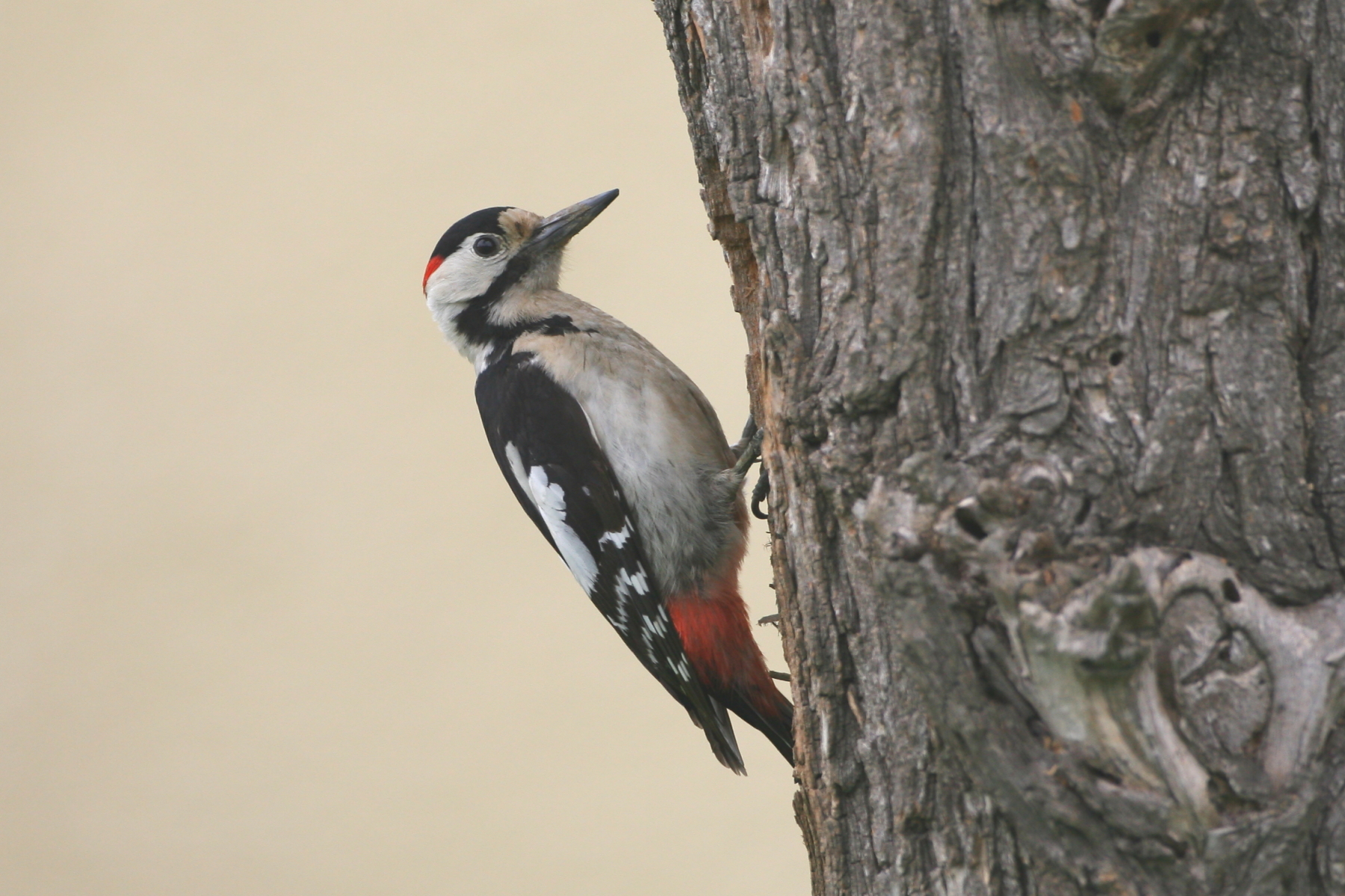 Syrian Woodpecker (image by János Oláh)