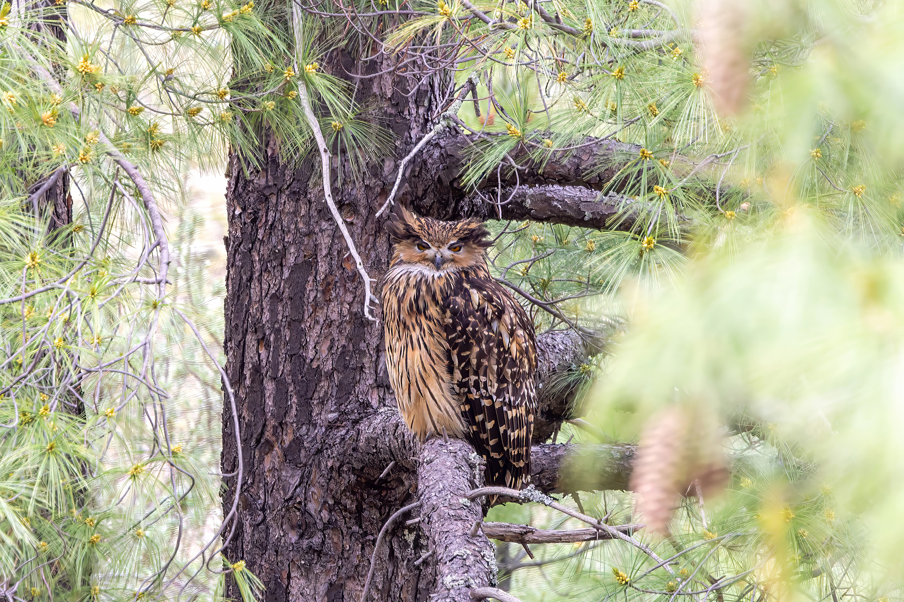 Tawny Fish Owl (image by Nik Borrow)