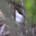 Gabela Bushshrike (image by Janos Olah)
