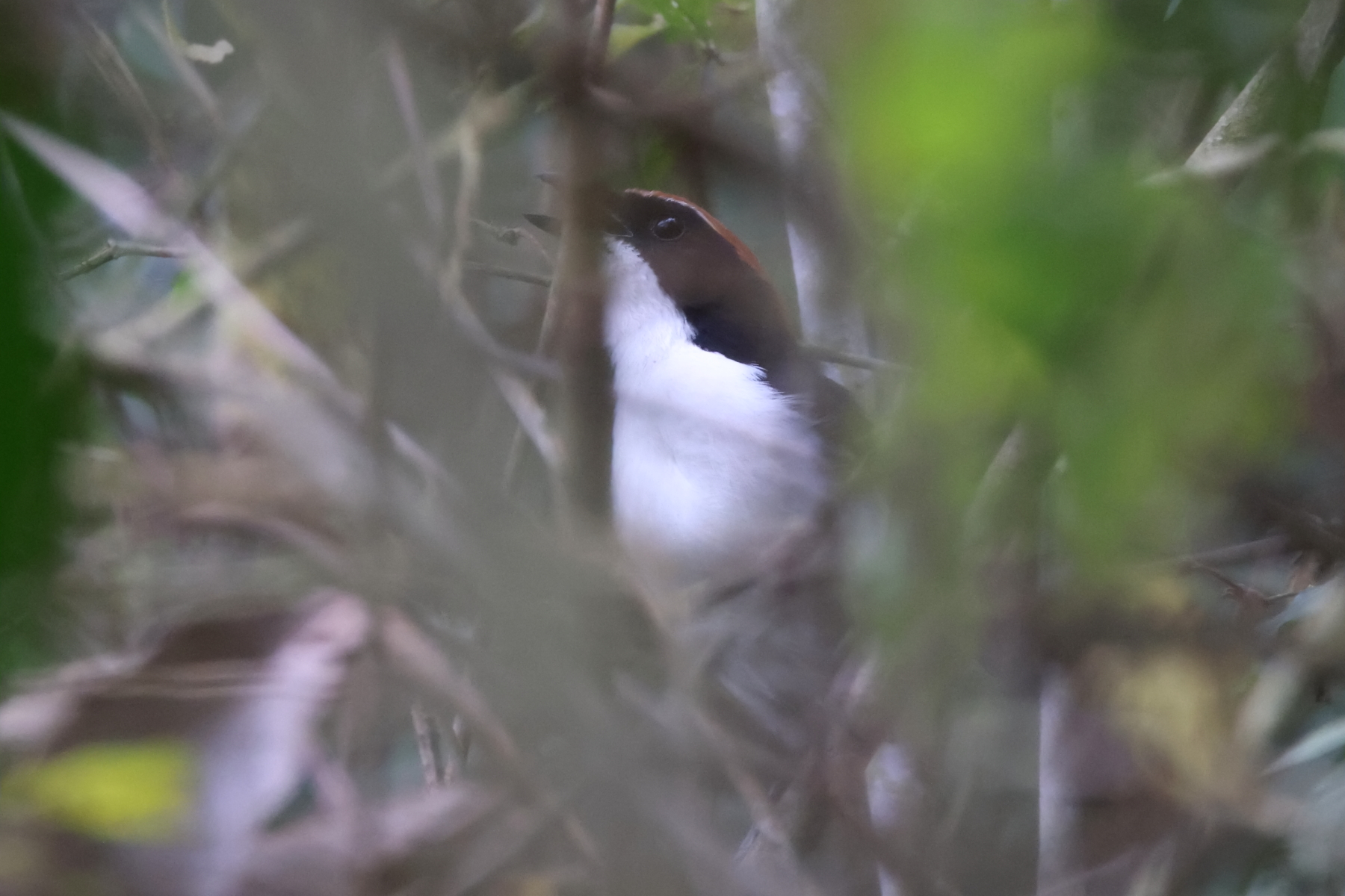 Gabela Bushshrike (image by Janos Olah)