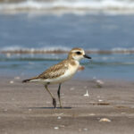 Tibetan Sandplover (image by Hannu Jännes)