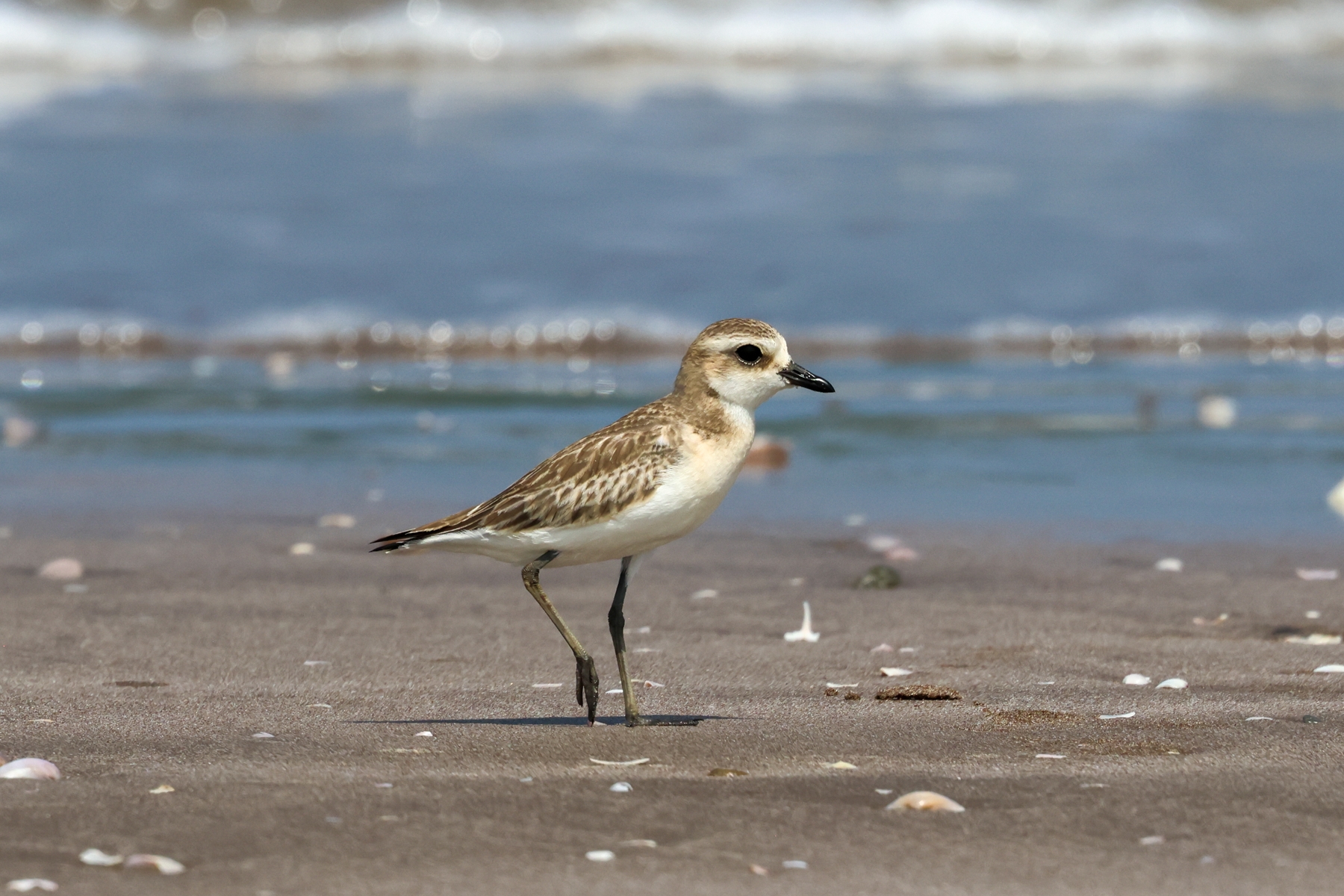 Tibetan Sandplover (image by Hannu Jännes)