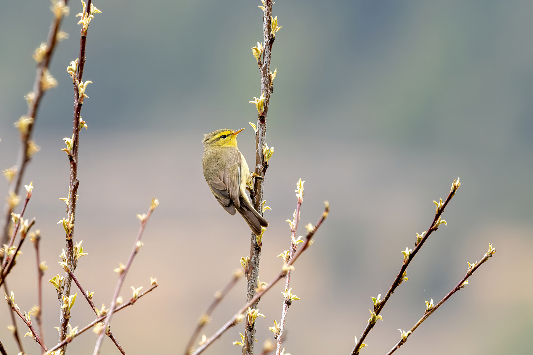 Tickell's Leaf Warbler (image by Nik Borrow)