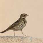 Tree Pipit (image by Hannu Jännes)