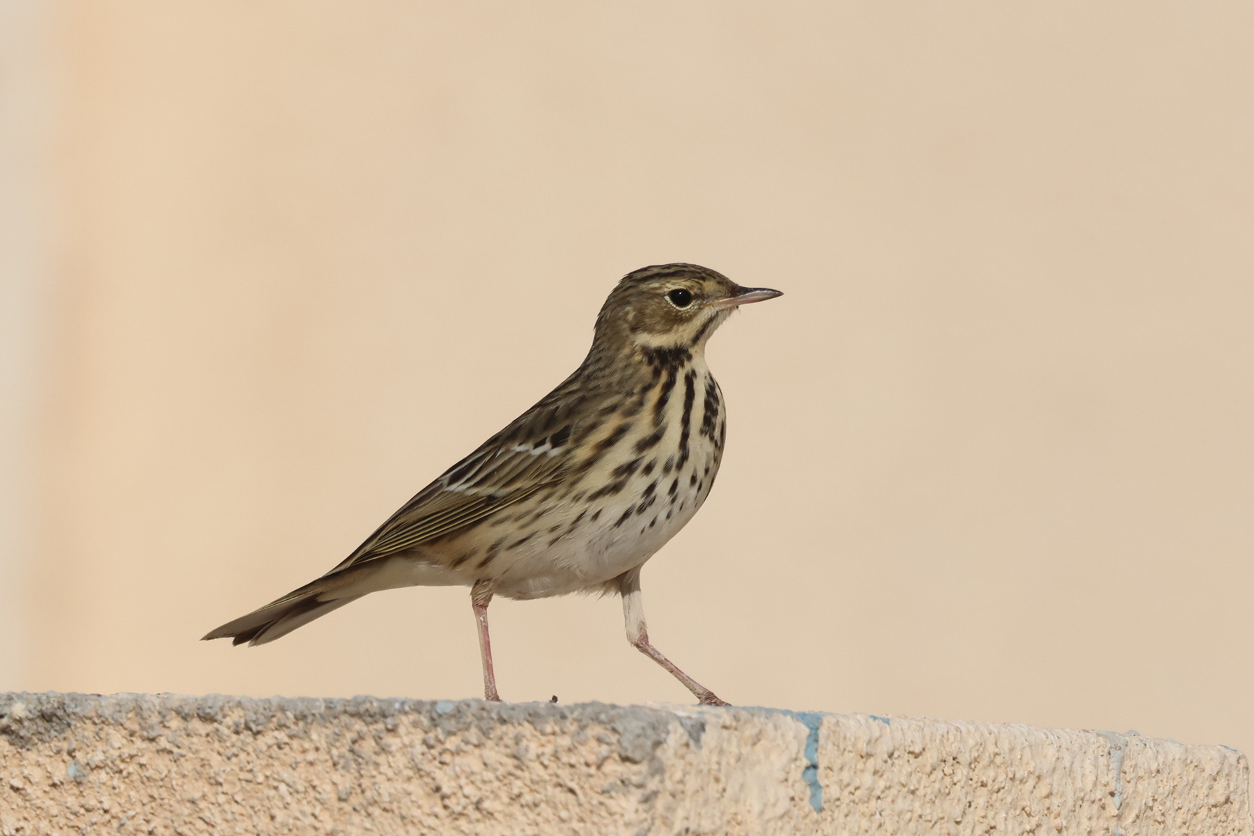 Tree Pipit (image by Hannu Jännes)