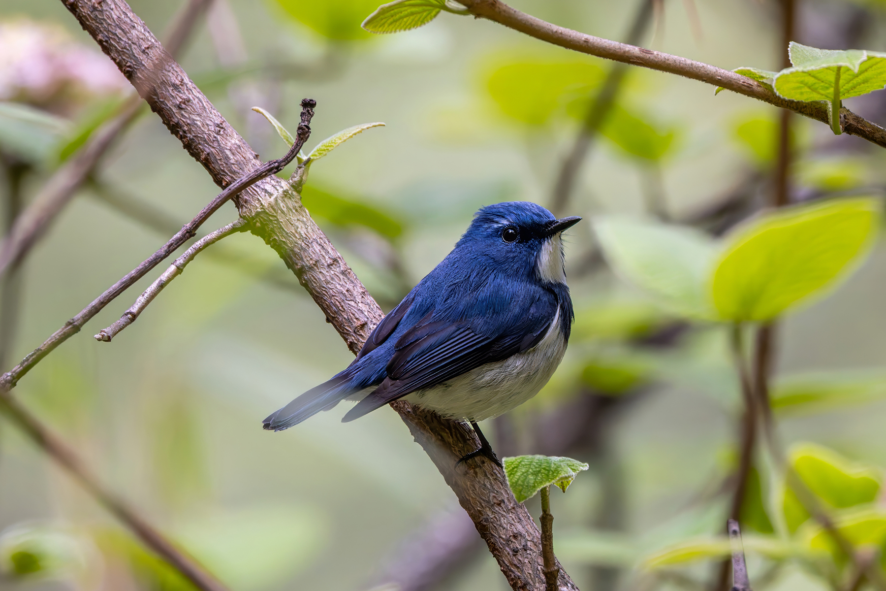 male Ultramarine Flycatcher (image by Nik Borrow)