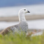 Upland Goose (image by Mike Watson)