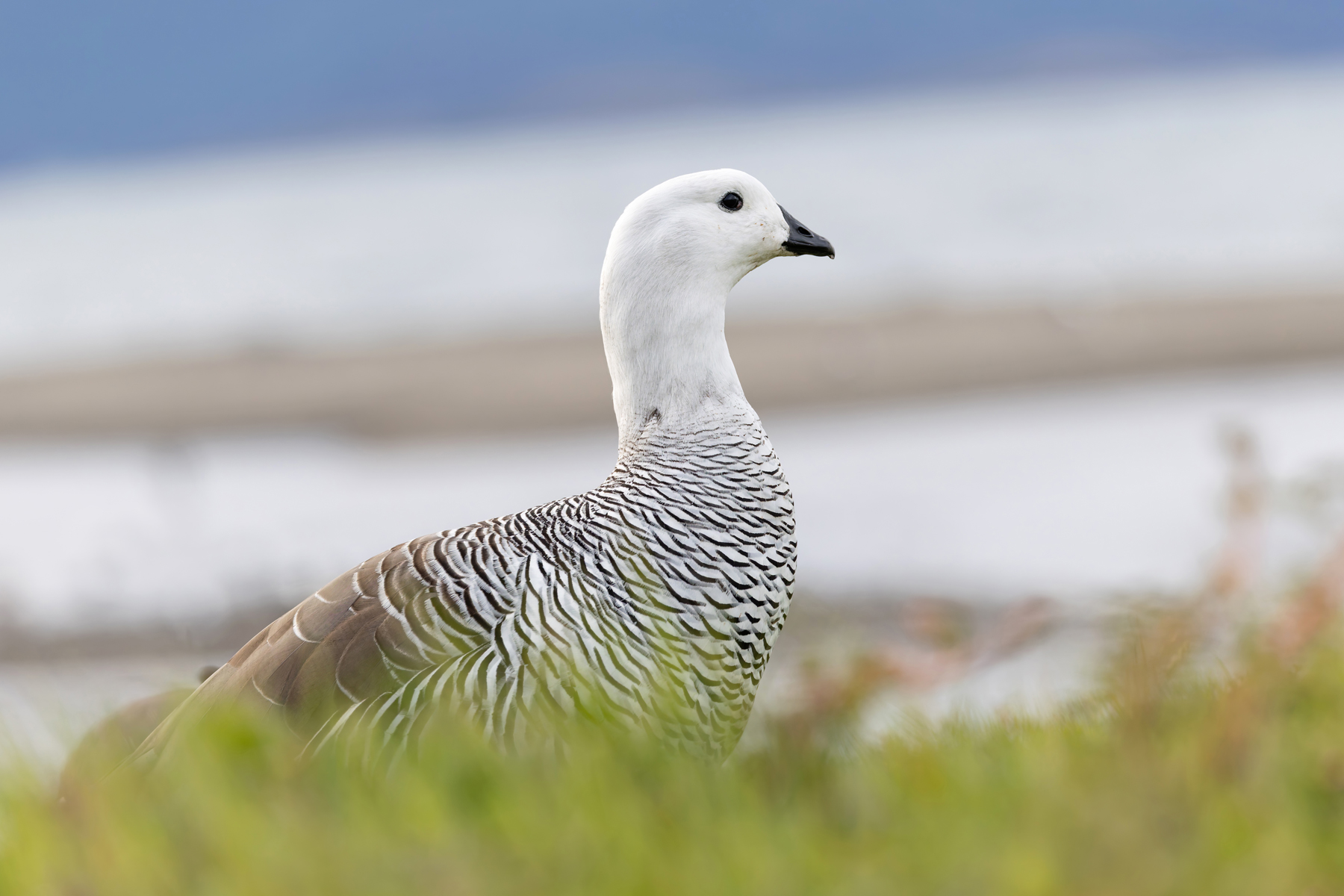 Upland Goose (image by Mike Watson)