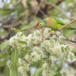 Varied Lorikeet (image by Michael Greenshields)