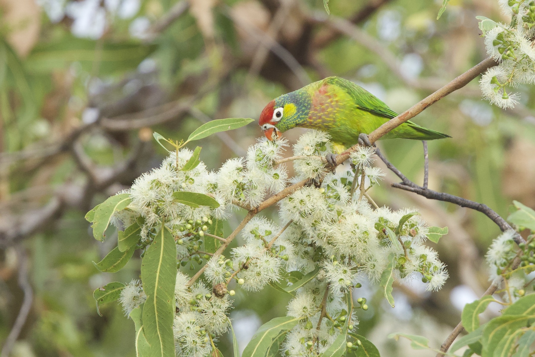 Varied Lorikeet (image by Michael Greenshields)
