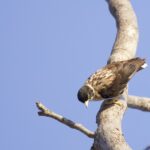 Varied Sittella (image by Michael Greenshields)