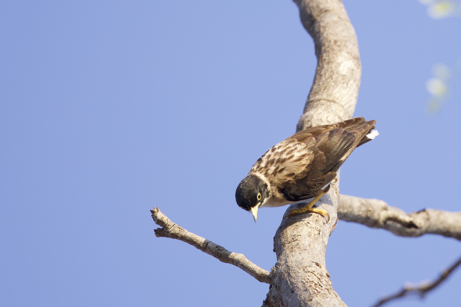 Varied Sittella (image by Michael Greenshields)