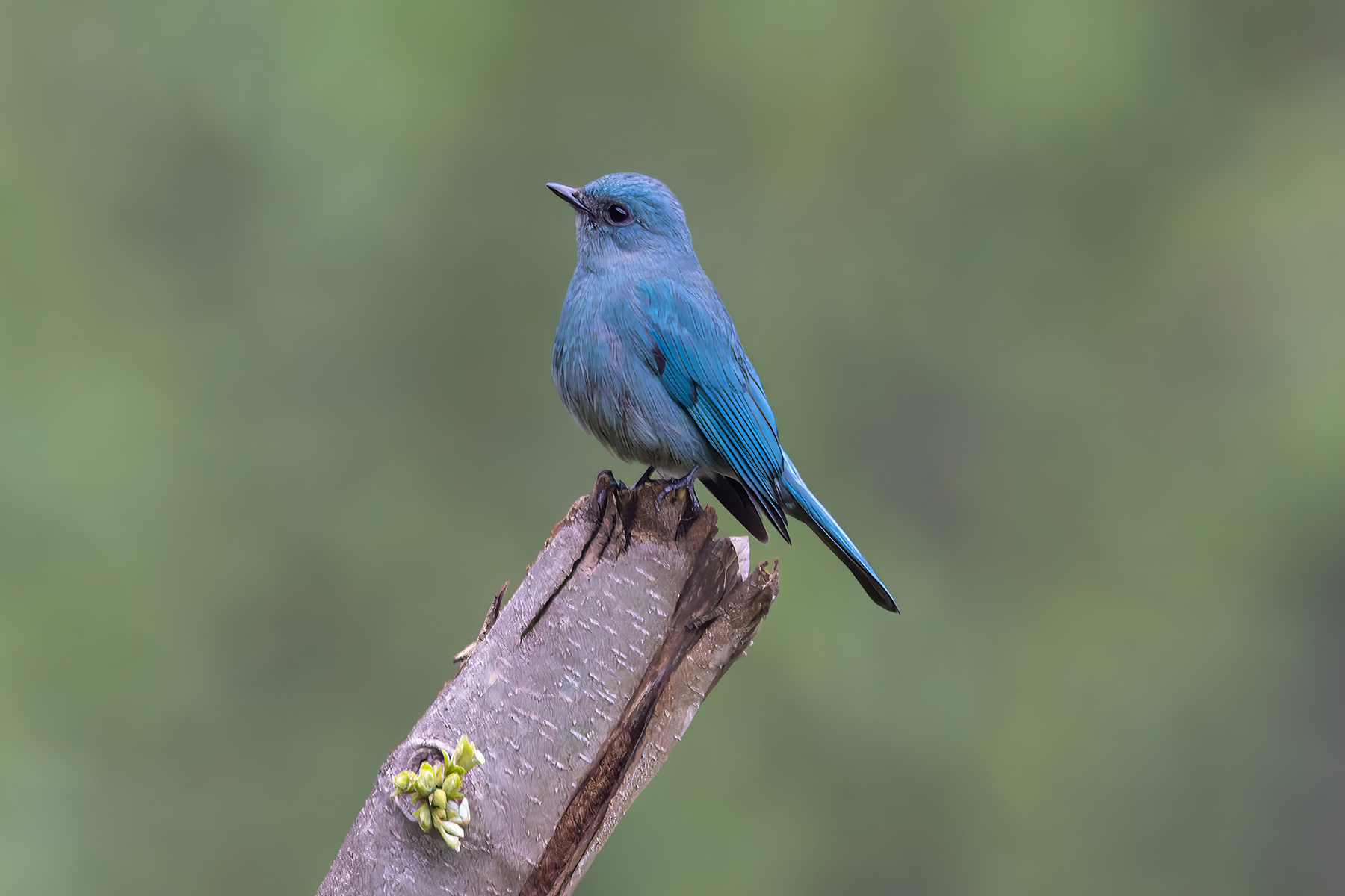 female Verditer Flycatcher (image by Nik Borrow)