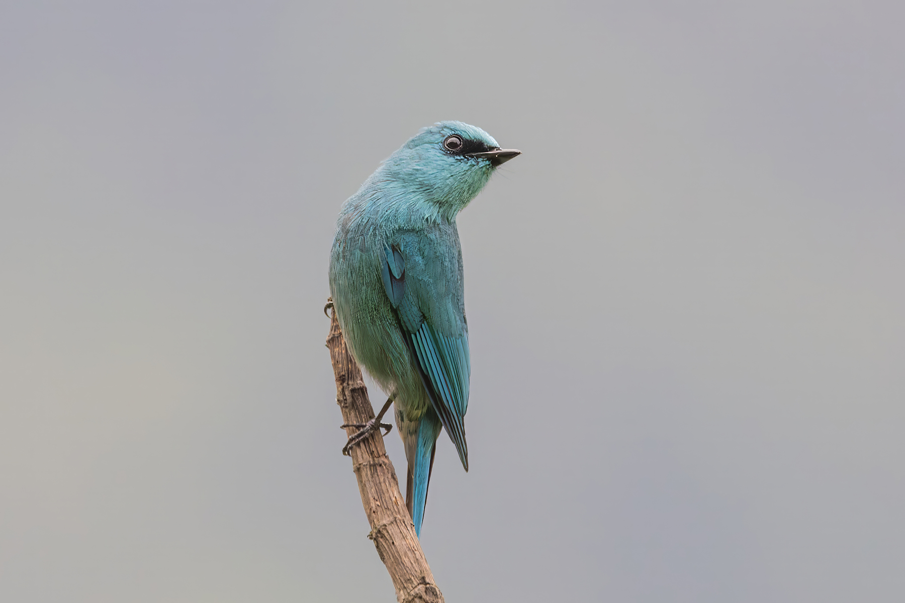 male Verditer Flycatcher (image by Nik Borrow)