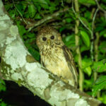Vermiculated Fishing Owl (image by Mark Van Beirs)
