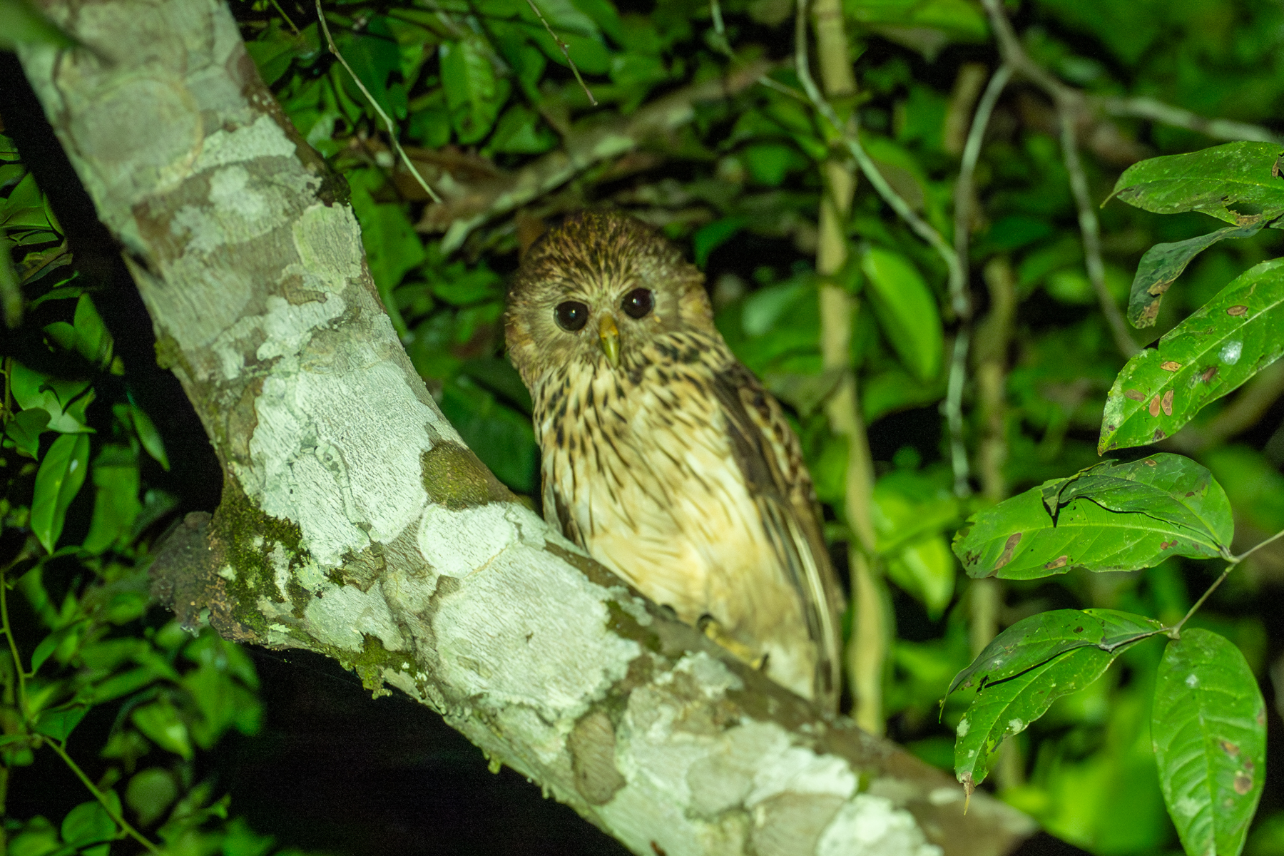 Vermiculated Fishing Owl (image by Mark Van Beirs)
