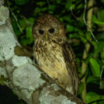 Vermiculated Fishing Owl (image by Tomas Carlberg)