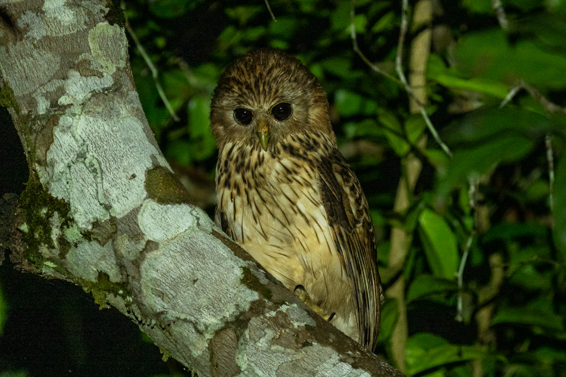 Vermiculated Fishing Owl (image by Tomas Carlberg)