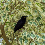 Vieillot's Black Weaver (image by Mark Van Beirs)