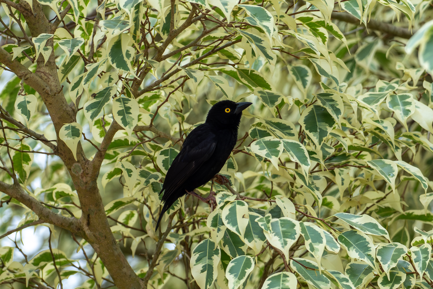 Vieillot's Black Weaver (image by Mark Van Beirs)
