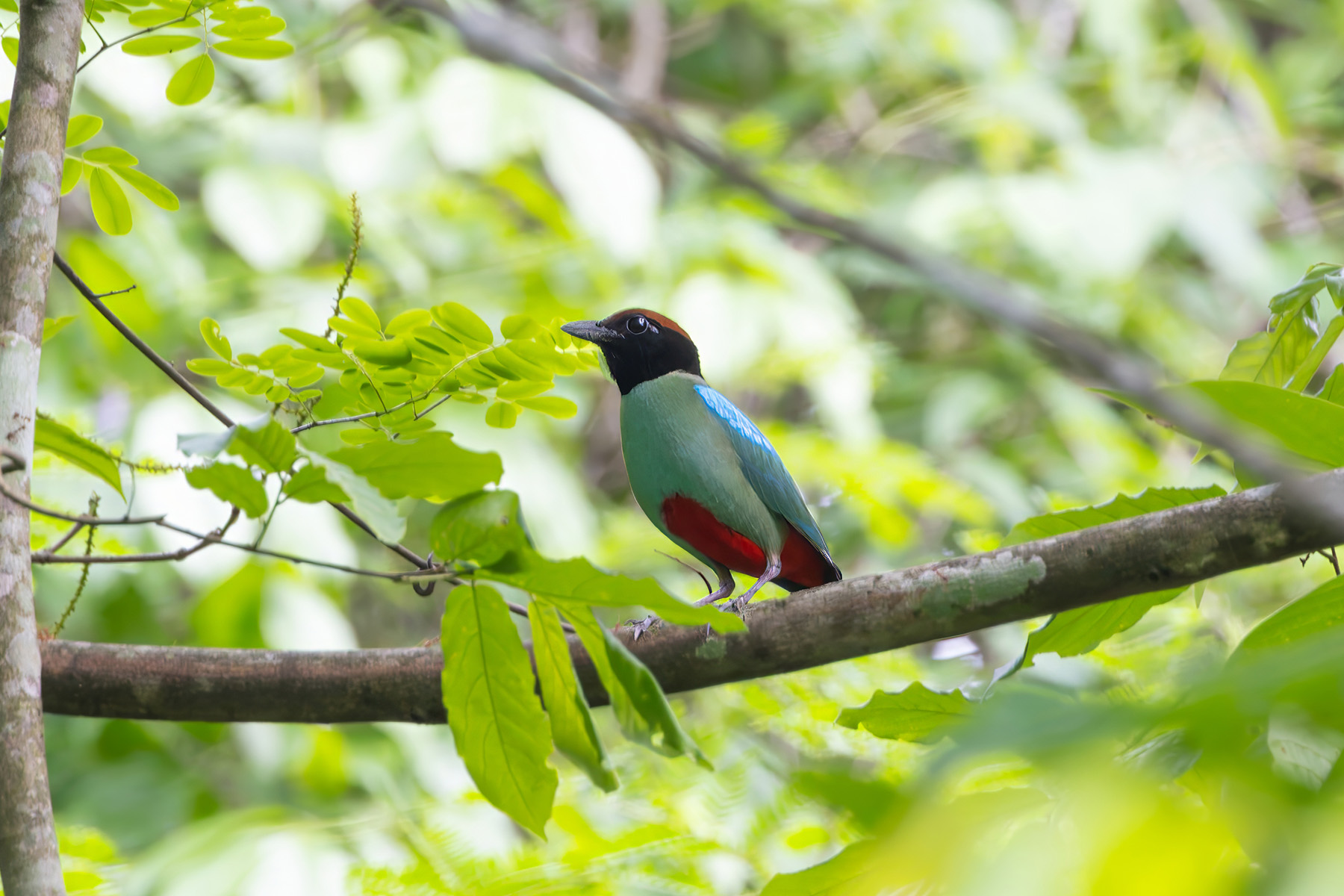 Western Hooded Pitta (image by Nik Borrow)
