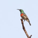 Western Miombo Sunbird (image by Janos Olah)