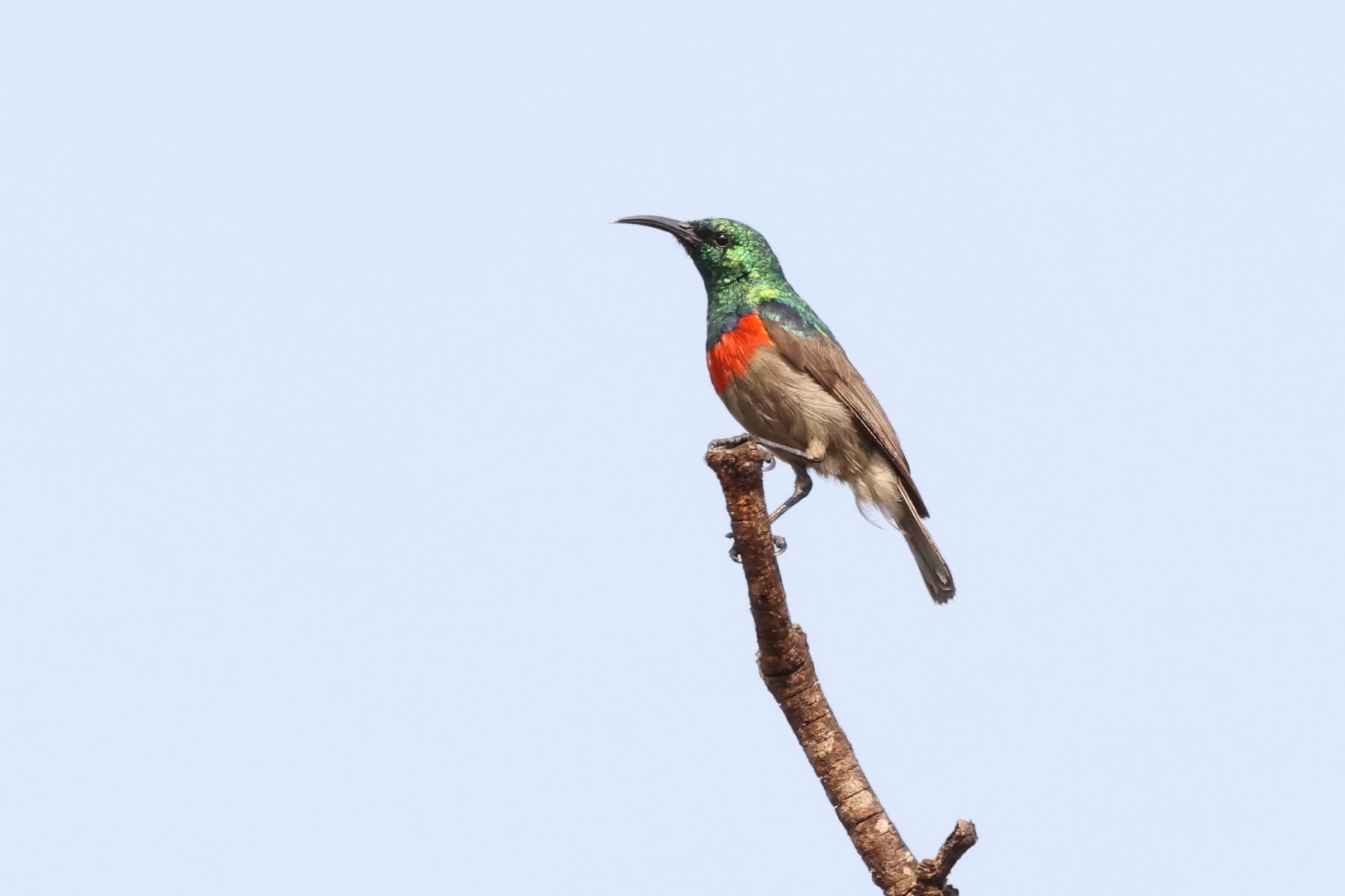 Western Miombo Sunbird (image by Janos Olah)