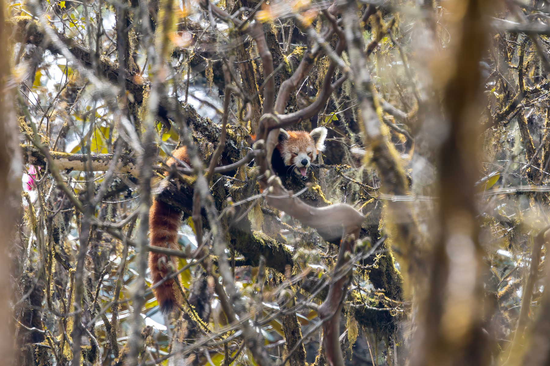 Western Red Panda (image by Nik Borrow)