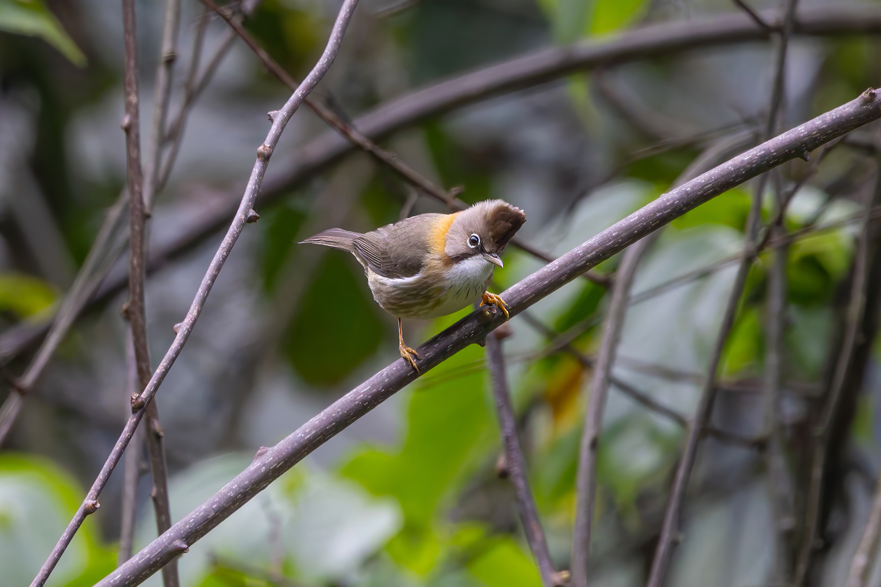 Whiskered Yuhina (image by Nik Borrow)
