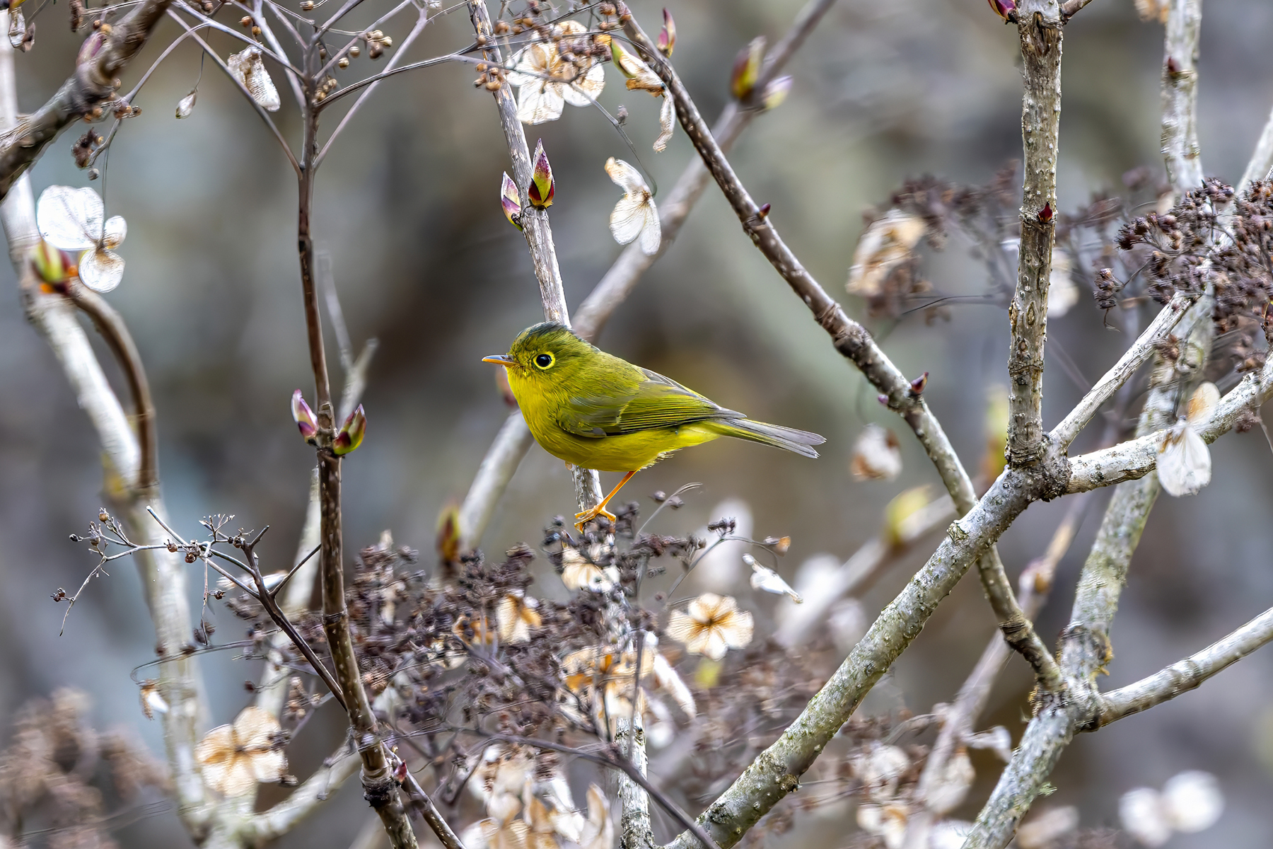 Whistler's Warbler (image by Nik Borrow)