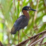 White-backed Night Heron (image by Tomas Carlberg)