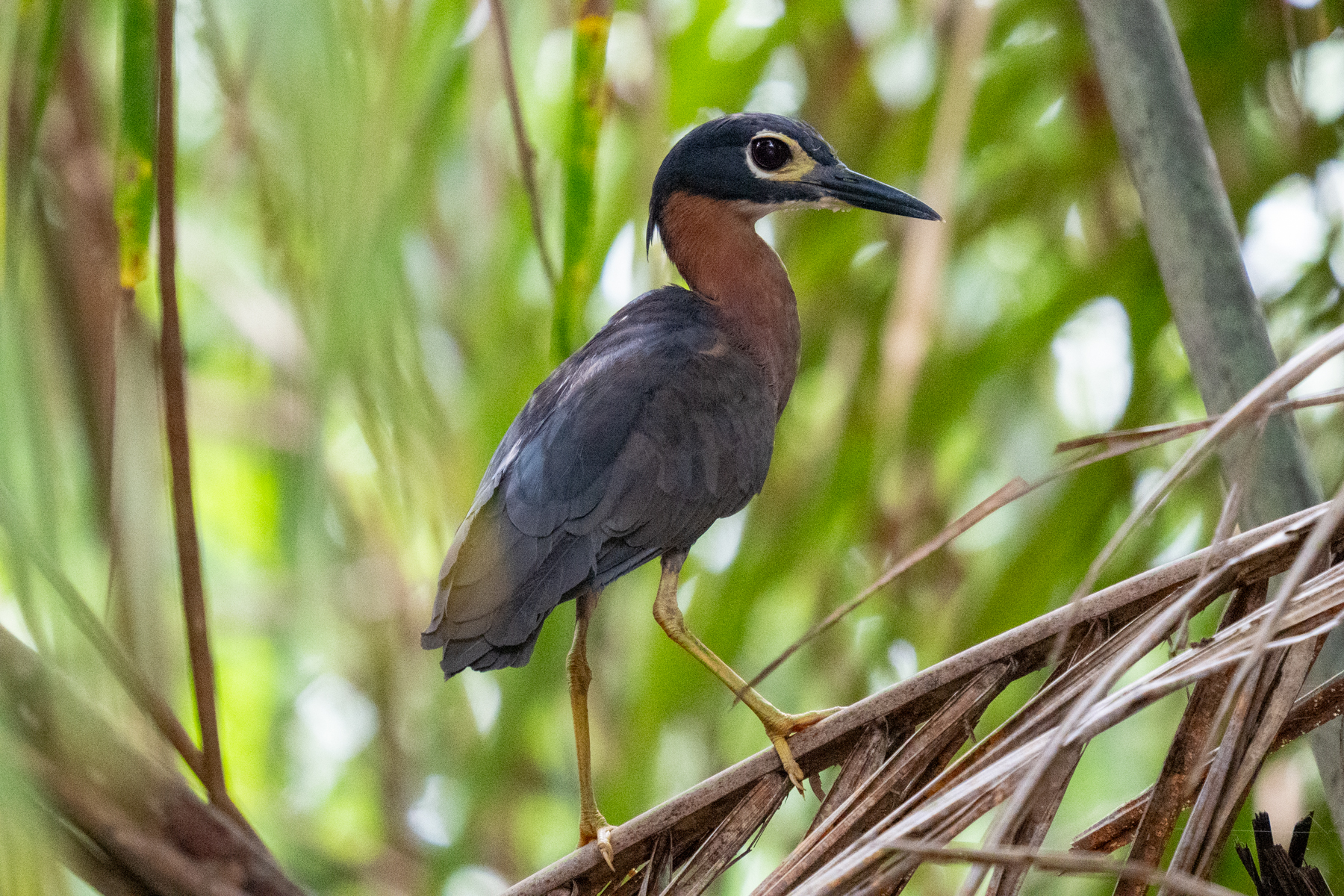 White-backed Night Heron (image by Tomas Carlberg)