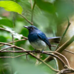 White-bellied Blue Flycatcher (image by Dave Farrow)