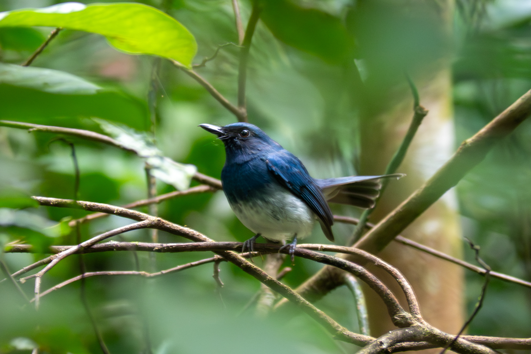 White-bellied Blue Flycatcher (image by Dave Farrow)