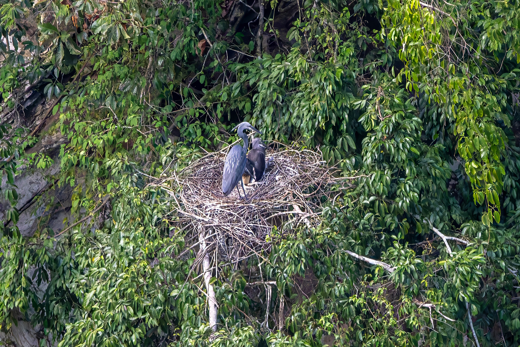 White-bellied Heron (image by Nik Borrow)