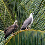 White-bellied Sea Eagles (image by Dave Farrow)